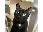 Laine Domestic Shorthair Young Female