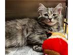 Hopper Domestic Mediumhair Kitten Female