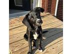 PUPPY DAISY MAE Labrador Retriever Young Female