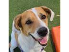 Adopt Barley a Foxhound, Beagle