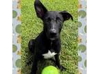Adopt Merlin a Doberman Pinscher, Mixed Breed
