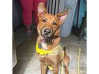 Foxy Carolina Dog Adult Female