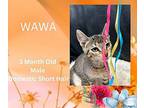 Wawa Domestic Shorthair Kitten Male