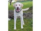 COLONEL IS HANDSOME Labrador Retriever Adult Male