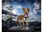 Adopt Linus a Pit Bull Terrier, Boxer