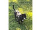 Max Chihuahua Adult Male