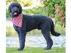 REMINGTON Labrador Retriever Adult Male