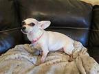 Rosebud Chihuahua Adult Female