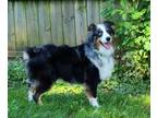 Adopt 0560 Rocky PKA Jet Blue a Australian Shepherd