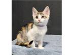 Navi Domestic Shorthair Kitten Female
