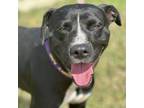 Adopt Major a Mixed Breed