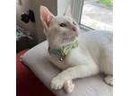 Adopt Casper a Domestic Short Hair