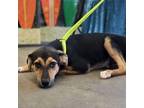 Adopt Eli a Mixed Breed