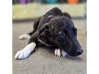 Adopt Dak a Mixed Breed