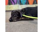 Adopt Comet a Mixed Breed
