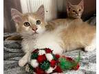 Haku Domestic Longhair Kitten Male