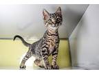 Grayson Domestic Shorthair Young Male