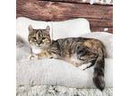 Sangria Domestic Shorthair Senior Female