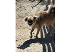 Adopt Remi a Papillon