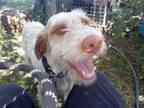Adopt Pumpkin a German Wirehaired Pointer, Spaniel