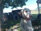 Adopt Ralph a German Wirehaired Pointer, Spaniel