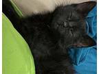 Turnip Head Domestic Shorthair Kitten Female