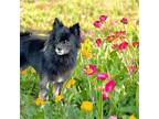 FRANKIE CUBBY BEAR Schipperke Adult Female