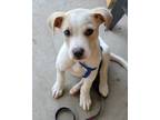 Adopt Riot a Yellow Labrador Retriever, Mixed Breed