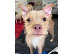 Sweetie Pie Jack Russell Terrier Young Female