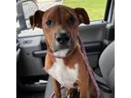Adopt [phone removed] "Bug" a Pit Bull Terrier