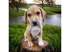 PUPPY OAK Labrador Retriever Puppy Male