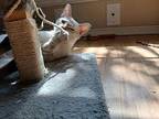 Slingshot Sally Siamese Kitten Female