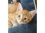 Cheddar Domestic Shorthair Kitten Male