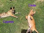 Cedar Mixed Breed (Medium) Puppy Male