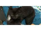 Sprite Domestic Shorthair Kitten Female