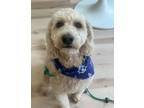 Adopt Bamba a Poodle, Retriever