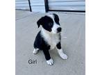 TAFFY (male) and TILLY (femal Border Collie Puppy Female