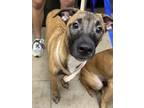 Adopt Cap`n Crunch a Mixed Breed
