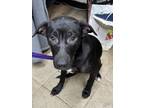 Adopt Count Chocula a Mixed Breed
