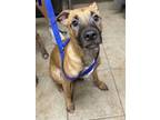 Adopt Lucky Charms a Mixed Breed