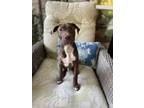 Adopt Aemond a Mixed Breed
