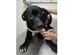 Adopt Fruity Pebbles a Mixed Breed