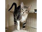 Larissa Domestic Shorthair Young Female