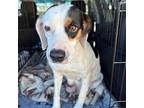 Penelope Beagle Adult Female