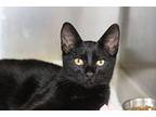 Meowi Domestic Shorthair Kitten Male