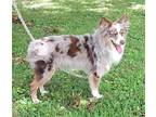 COOPER Australian Shepherd Adult Male