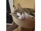 Adopt Jonsey a Tabby, Domestic Short Hair