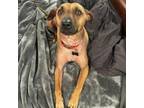 Adopt Patrick a American Hairless Terrier