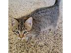Clint Domestic Shorthair Kitten Male