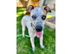 Adopt Freckles a Australian Cattle Dog / Blue Heeler, Labrador Retriever
